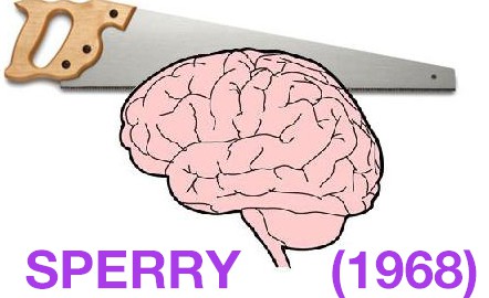 Sperry (1968) - Split Brain Study Evaluation